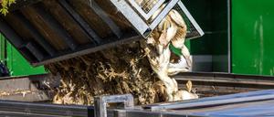 Gänse, die in einer von Geflügelpest befallenen Anlage getötet wurden, werden in einen Transportbehälter gekippt.