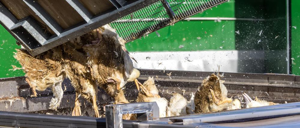 Tote Enten kommen in einen Transportbehälter.