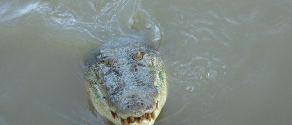 Im tropischen Norden von Australien wimmelt es von Salzwasserkrokodilen. (Archivbild)