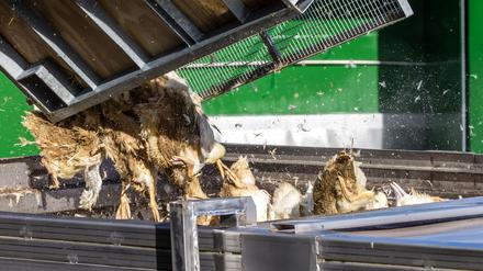 Enten, die in einer von Geflügelpest befallenen Anlage getötet wurden, werden in einen Transportbehälter gekippt.