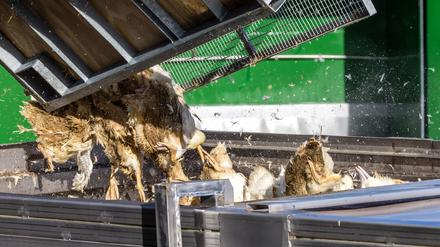 Wegen der Geflügelpest müssen in Deutschland derzeit viele Tausend Hühner, Gänse, Enten und Puten gekeult werden.