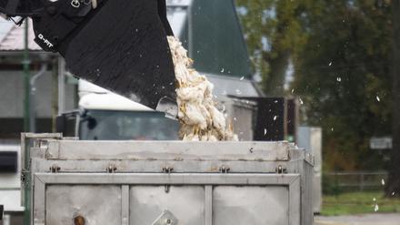 Tote Enten kommen in einen Transportbehälter. 