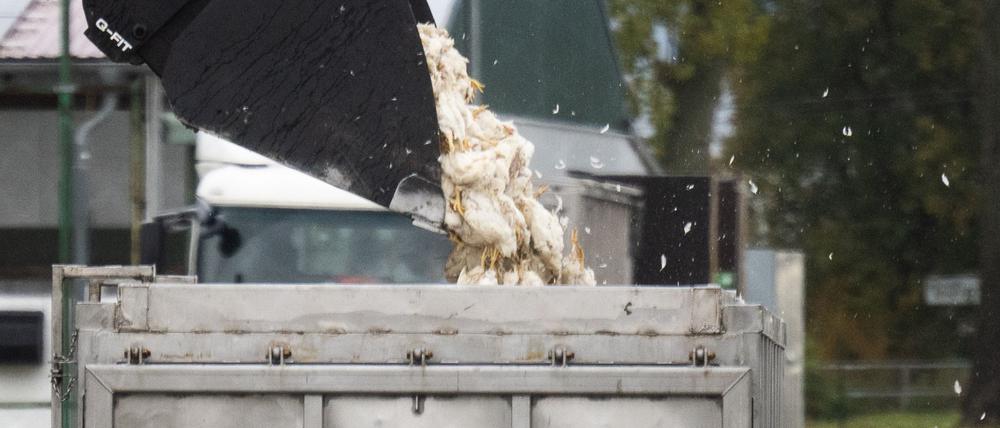 Tote Enten kommen in einen Transportbehälter. 