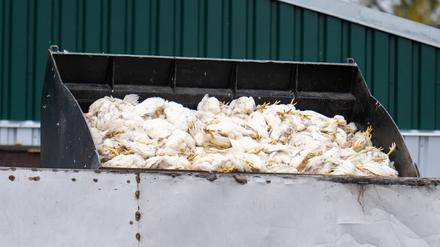 Tausende Masthähnchen müssen wegen der Vogelgrippe sterben. 