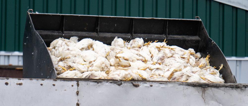 Tausende Masthähnchen müssen wegen der Vogelgrippe sterben.