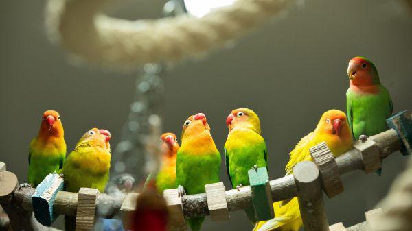 Im Berliner Tierheim bleibt man wachsam: Bislang blieben die Vögel dort von der Vogelgrippe verschont. Fotocredit: Tierheim Berlin