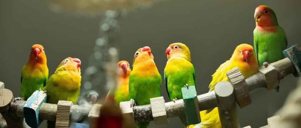 Im Berliner Tierheim bleibt man wachsam: Bislang blieben die Vögel dort von der Vogelgrippe verschont. Fotocredit: Tierheim Berlin