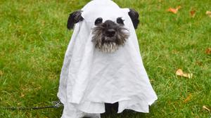 Ein Hund trägt ein Geisterkostüm während der jährlichen „Hyde Park Sausage Walk Halloweenie Party“ in London. (Symbolbild)