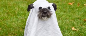 Ein Hund trägt ein Geisterkostüm während der jährlichen „Hyde Park Sausage Walk Halloweenie Party“ in London. (Symbolbild)
