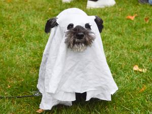 Ein Hund trägt ein Geisterkostüm während der jährlichen „Hyde Park Sausage Walk Halloweenie Party“ in London. (Symbolbild)