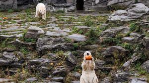 Für die Eisbären gab es Kürbis mit Honigmelone in Fischöl.