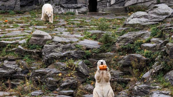 Für die Eisbären gab es Kürbis mit Honigmelone in Fischöl.