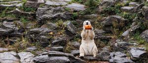 Für die Eisbären gab es Kürbis mit Honigmelone in Fischöl.