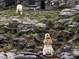 Für die Eisbären gab es Kürbis mit Honigmelone in Fischöl.