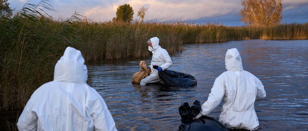 Aus einem See im brandenburgischen Linum sammeln Umweltarbeiter die Kadaver von Vögeln ein, die an der Vogelgrippe verendet sind.