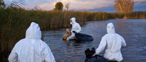 Aus einem See im brandenburgischen Linum sammeln Umweltarbeiter die Kadaver von Vögeln ein, die an der Vogelgrippe verendet sind.