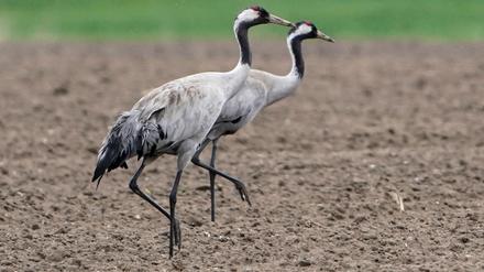 Kraniche sind von der aktuellen Geflügelpest besonders betroffen. Jetzt wurde auch in Potsdam ein toter Vogel entdeckt, bei dem der Erreger festgestellt wurde.