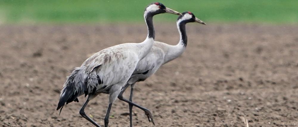 Kraniche sind von der aktuellen Geflügelpest besonders betroffen. Jetzt wurde auch in Potsdam ein toter Vogel entdeckt, bei dem der Erreger festgestellt wurde.