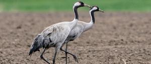 Kraniche sind von der aktuellen Geflügelpest besonders betroffen. Jetzt wurde auch in Potsdam ein toter Vogel entdeckt, bei dem der Erreger festgestellt wurde.