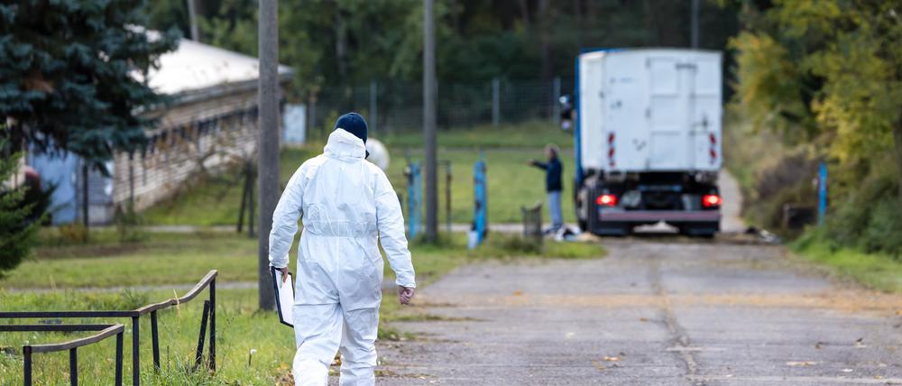 Wegen der Vogelgrippe wurden bereits Zehntausende Enten und Masthähnchen getötet. (Archivbild)