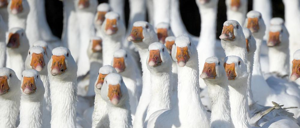 Sie sollen wegen der Vogelgrippe nicht mehr im Freien gehalten werden. (Archivbild)
