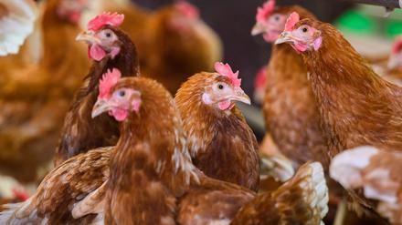 Geflügel soll wegen der Vogelgrippe nicht mehr im Freien gehalten werden sondern in Ställe. (Archivbild) 