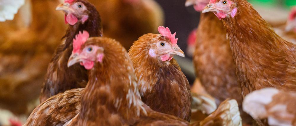 Geflügel soll wegen der Vogelgrippe nicht mehr im Freien gehalten werden sondern in Ställe. (Archivbild)