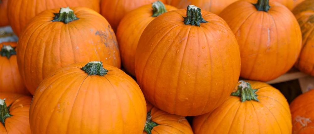 Kürbisse liegen im Schlosspark Lichtenwalde.