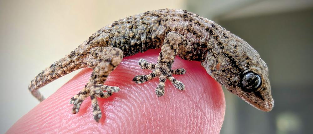 Diesen Gecko fand eine Frau aus Polen in einer Packung Rucola-Salat aus dem Supermarkt.