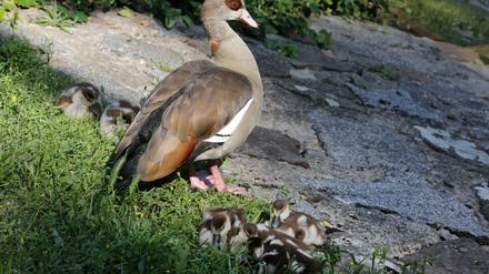 Nilgänse auf der Potsdamer Freundschaftsinsel