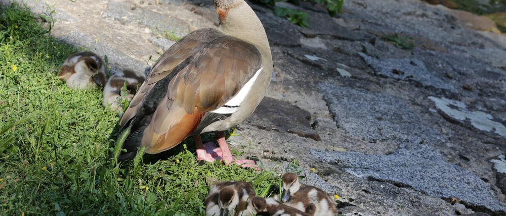 Nilgänse auf der Potsdamer Freundschaftsinsel