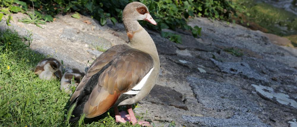Nilgänse auf der Potsdamer Freundschaftsinsel