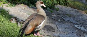 Nilgänse auf der Potsdamer Freundschaftsinsel