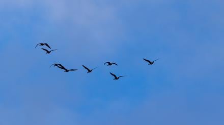 In Berlin wurden zehn Fälle von Vogelgrippe nachgewiesen. (Symbolbild)