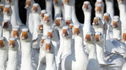 Frisch geschlachtete Gänse aus Brandenburg können rund um den Martinstag am 11. November knapp sein.