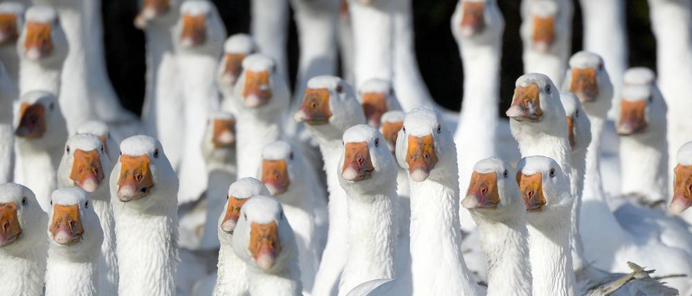 Frisch geschlachtete Gänse aus Brandenburg können rund um den Martinstag am 11. November knapp sein.