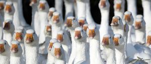 Frisch geschlachtete Gänse aus Brandenburg können rund um den Martinstag am 11. November knapp sein. 