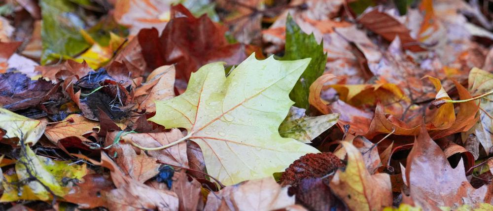 Der „Goldene Herbst“ kam kaum zum Vorschein - die Sonne schien deutlich zu wenig.