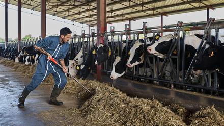 Rinder füttern, statt Klimpern auf der Tastatur. Wird hier ein Traum wahr?