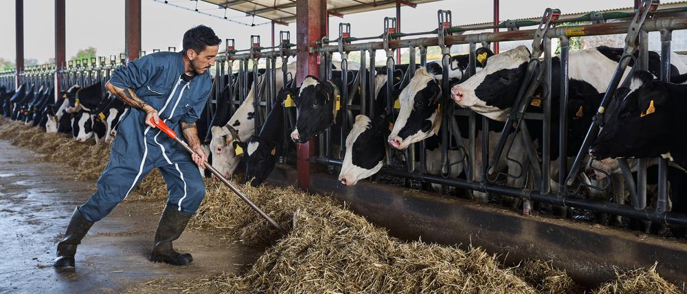 Rinder füttern, statt Klimpern auf der Tastatur. Wird hier ein Traum wahr?