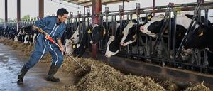 Rinder füttern, statt Klimpern auf der Tastatur. Wird hier ein Traum wahr?