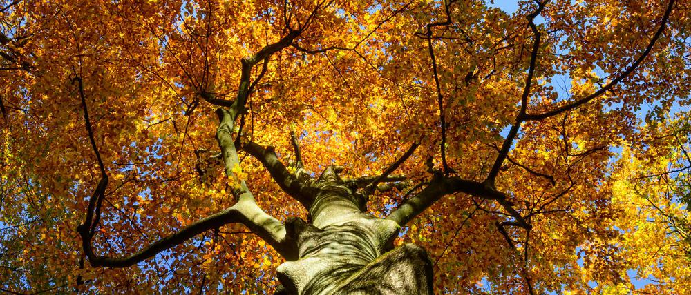Der Reformationstag bietet in Brandenburg Spaziergehwetter. (Archivbild)