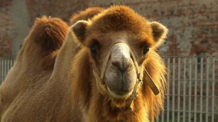 Ein Trampeltier, auch Camelus bactrianus genannt (Archivbild).