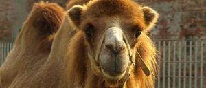 Ein Trampeltier, auch Camelus bactrianus genannt (Archivbild).
