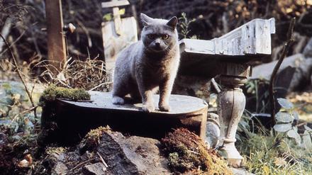 STEPHEN KINGS PET SEMATARY US 1985 A PARAMOUNT PICTURE Date: 1985. Strictly editorial use only in conjunction with the promotion of the film. Credit line mandatory. This image is copyright of the film company and is supplied under the terms of issue as film still. No commercial or book cover use permitted without prior consent from the film company. PUBLICATIONxINxGERxSUIxAUTxONLY Mandatory credit line: Image courtesy Ronald Grant Archive / Mary Evans