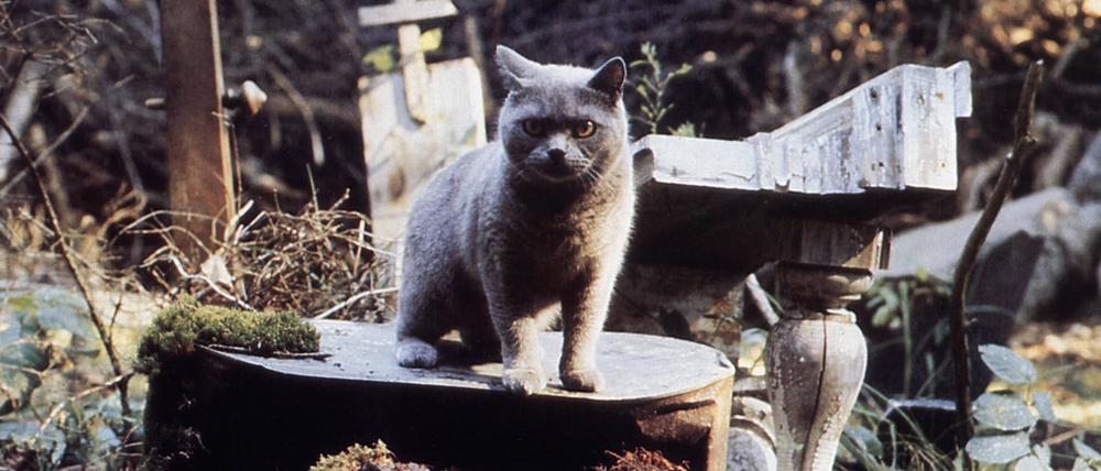 STEPHEN KINGS PET SEMATARY US 1985 A PARAMOUNT PICTURE Date: 1985. Strictly editorial use only in conjunction with the promotion of the film. Credit line mandatory. This image is copyright of the film company and is supplied under the terms of issue as film still. No commercial or book cover use permitted without prior consent from the film company. PUBLICATIONxINxGERxSUIxAUTxONLY Mandatory credit line: Image courtesy Ronald Grant Archive / Mary Evans