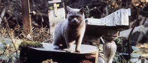 STEPHEN KINGS PET SEMATARY US 1985 A PARAMOUNT PICTURE Date: 1985. Strictly editorial use only in conjunction with the promotion of the film. Credit line mandatory. This image is copyright of the film company and is supplied under the terms of issue as film still. No commercial or book cover use permitted without prior consent from the film company. PUBLICATIONxINxGERxSUIxAUTxONLY Mandatory credit line: Image courtesy Ronald Grant Archive / Mary Evans