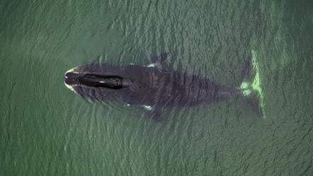 Grönlandwale können ihr Erbgut vor krebsauslösenden Veränderungen schützen.