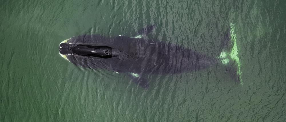 Grönlandwale können ihr Erbgut vor krebsauslösenden Veränderungen schützen.