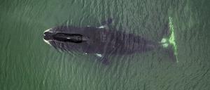 Grönlandwale können ihr Erbgut vor krebsauslösenden Veränderungen schützen.